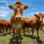 Mercado de carnes: boi gordo estável; frango e suíno apresentam quedas em São Paulo
