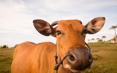 Preços do Boi, Frango e Suíno nesta quinta-feira (3), cotações atualizadas
