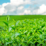 Caminho Verde Brasil: R$ 30 bilhões para recuperar áreas degradadas