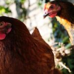 Gripe aviária: países retiram restrições de exportação à carne de aves brasileira