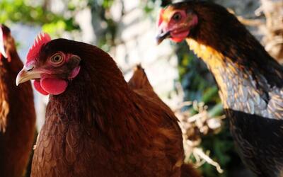 Gripe aviária: países retiram restrições de exportação à carne de aves brasileira