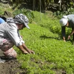 Microcrédito AgroAmigo: programa destina R$ 1 bi para produtores rurais do Norte e Centro-Oeste