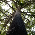 Nova Lei Geral de Licenciamento Ambiental compromete autonomia municipal, alerta CNM