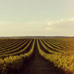 Soja e trigo apresentam alta no Paraná