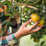 Tarifa de 50% dos EUA põe agronegócio frutícola em alerta
