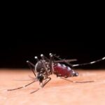 Vacina contra dengue tem eficácia comprovada em adolescentes
