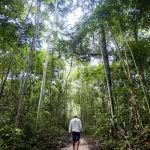 Brasil pode faturar até US$ 140 bilhões por ano com bioeconomia até 2032