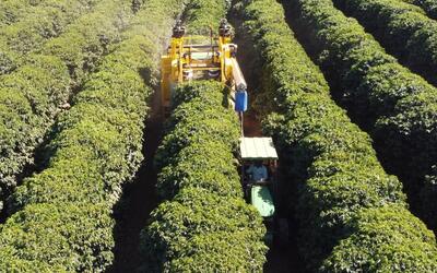 Escassez de mão de obra acelera mecanização da colheita de café