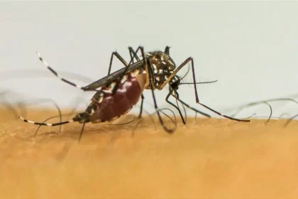 Infecções por Aedes aegypti aumentam risco de complicações no parto