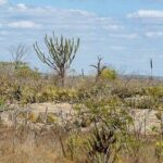 Pesquisa revela novas espécies da Caatinga e amplia conhecimento sobre a biodiversidade do semiárido