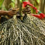 Açaí na COP30: após polêmica, OEI libera produto de fornecedores registrados; município reforça controle sanitário