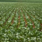 Agronegócios: Nordeste e Centro-Oeste dominam ranking dos municípios mais desenvolvidos na agropecuária