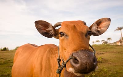Boi gordo hoje: confira as cotações para esta quinta-feira (30)