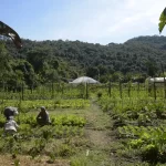 Câmara aprova prorrogação do prazo para exigência de georreferenciamento de imóveis rurais até 2030