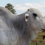 Preço do boi gordo hoje: confira as cotações para quarta-feira (8)