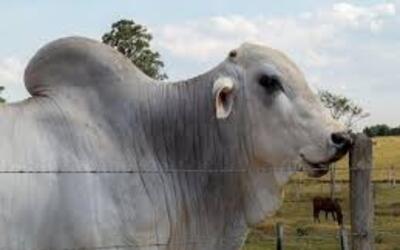 Preço do boi gordo hoje: confira as cotações para quarta-feira (8)