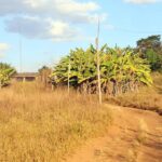 Prorrogado prazo para georreferenciamento de imóveis rurais