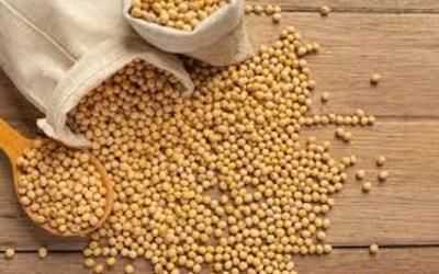 Soja e trigo: confira as cotações de preço para esta quarta-feira (8)