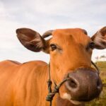Boi gordo hoje: confira as cotações para esta quarta-feira (19)