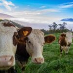 Boi gordo hoje: confira as cotações para esta quinta-feira (13)