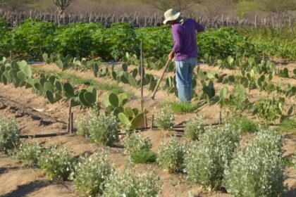 CEP Rural: CCJ aprova projeto que cria código de georreferenciamento para propriedades rurais