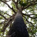 Congresso derruba vetos e flexibiliza Lei do Licenciamento Ambiental