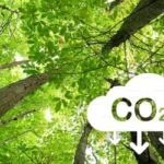 Goiás é o primeiro estado do Brasil com “carbono positivo” no uso da terra, revela pesquisa