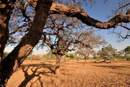 Revisão do IBGE redefine limites entre Cerrado e Mata Atlântica em MG e SP