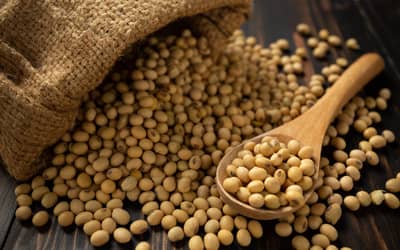 Soja e trigo hoje: confira as cotações para esta quarta-feira (19)