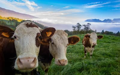 Preço do boi gordo hoje: confira as cotações para terça-feira (2)
