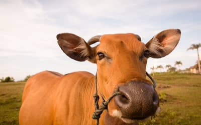 Boi gordo hoje: confira as cotações para esta segunda-feira (26)