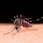 Brasil registra 1,66 milhão de casos prováveis de dengue em 2025
