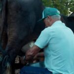 Do milho ao açaí: como o crédito bancário impulsionou uma fazenda no sudeste do Pará