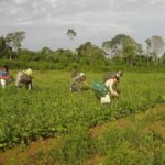FNO impulsiona desenvolvimento econômico no Norte e financia R$ 13,4 bilhões até setembro