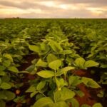 Lavouras de soja progridem como esperado e Brasil deve bater recorde em 2026