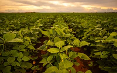 Lavouras de soja progridem como esperado e Brasil deve bater recorde em 2026