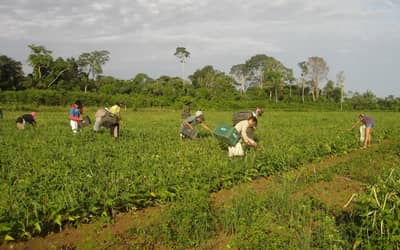 Plano Safra 25/26: pequenos produtores concentram quase 60% do crédito na Amazônia