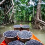 Amazônia: municípios têm R$ 131,9 milhões para regularização fundiária e assistência técnica