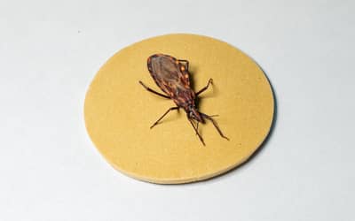 DOENÇA DE CHAGAS: cerca de 90% dos pacientes que recebem marcapasso no Hospital de Base de Brasília (DF) têm a doença