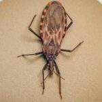 Doença de Chagas: surto em Ananindeua (PA) acende alerta para prevenção da contaminação oral no Brasil