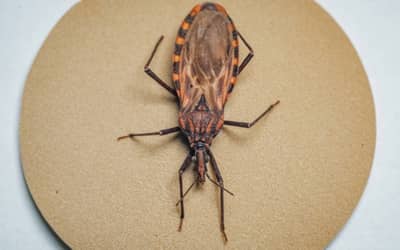 Doença de Chagas: surto em Ananindeua (PA) acende alerta para prevenção da contaminação oral no Brasil