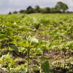 Onda de calor ameaça lavoura e pecuária da Região Sul