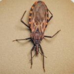 Doença de Chagas: 155 municípios prioritários recebem quase R$ 12 milhões para ações de vigilância