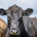 Preços de Alimentos no Estado de São Paulo Apresentam Estabilidade e Cada Corte de Carne Tem Seu Valor (05/06/2026)