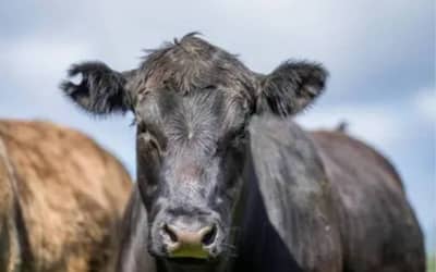 Preços de Alimentos no Estado de São Paulo Apresentam Estabilidade e Cada Corte de Carne Tem Seu Valor (05/06/2026)