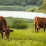 China oficializa reconhecimento do Brasil como livre de febre aftosa sem vacinação