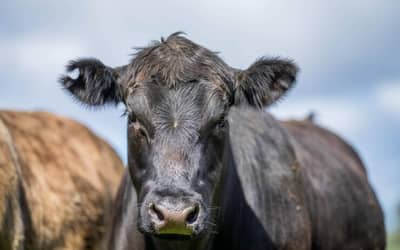 Confira cotações do boi gordo