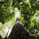 MIDR anuncia planos de desenvolvimento para a Faixa de Fronteira na Amazônia