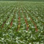 Agricultura: governo publica preços mínimos para safra de verão 2026/27