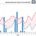INMET Emite Alerta Fitossanitário para Lavouras de Trigo na Região Sul do Brasil (segunda-feira, 10)